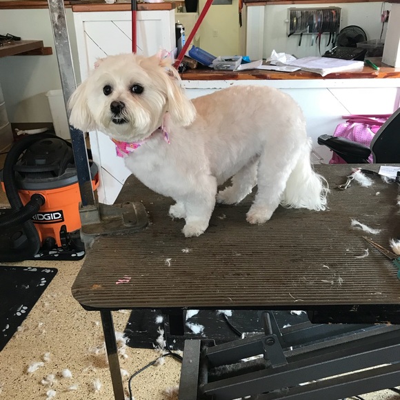 🌸💕Welcome to Pink Icing Boutique 🌸🌸💕Besides being a Posh Ambassador11🌸💕 - Picture 15 of 16